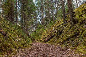 The path covered with leaves goes deep into the coniferous, autumn forest. Golden autumn in Nommeveski (estonian - Nõmmeveski), Estonia. Selective focus.
