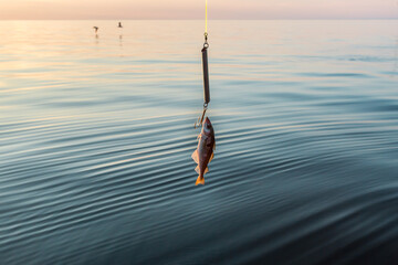 Small fish on a hook on the background of the sea, fishing at sunset. Concept of active lifestyle