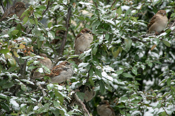 
sparrows