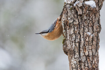 Common Nuthatch with snowfall
