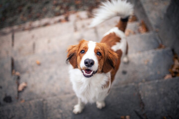 Potrait of a Kooikerhondje in the nature. Dog standing close to a lake in the sunset
