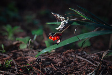 Iris Foetidissima close up in the redwoods
