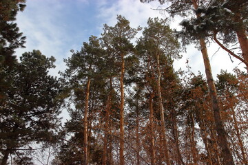 the tops of pine trees in the winter forest
