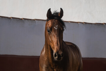 Facial portrait of a beautiful brown thoroughbred horse