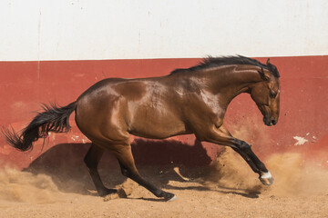 Brown gelding thoroughbred horse galloping in freedom