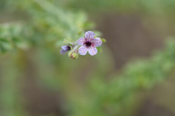 Cretan Blue hounds tongue