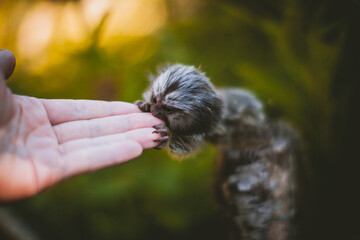 The common marmoset baby on the branch in summer garden with humsn hand
