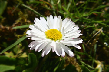 Bellis perennis - daisy - flower on the grass in full sun