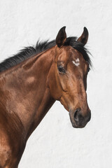 Fototapeta na wymiar Facial portrait of a beautiful brown thoroughbred horse in freedom