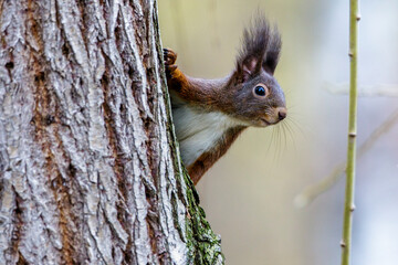 Eichhörnchen (Sciurus vulgaris) © Rolf Müller