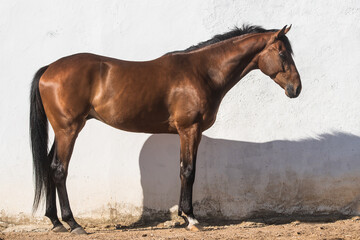 Fototapeta premium Beautiful brown gelding thoroughbred standing on the sand in freedom