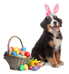 Colorful Easter eggs and cute dog with bunny ears headband on white background