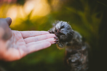 The common marmoset baby on the branch in summer garden with humsn hand