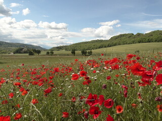 campo di papaveri nella campagna fiorentina
