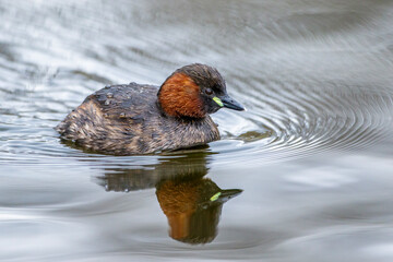 Zwergtaucher (Tachybaptus ruficollis)