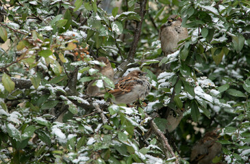 sparrow on a branch