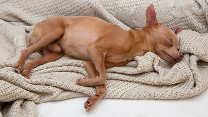 Funny Sleeping small Dog Russian Toy Terrier on the warm blanket. Pets relaxing at home.