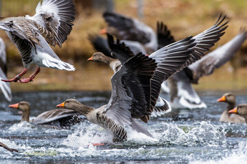Graugänse (Anser anser) Landeanflug © Rolf Müller
