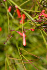 Firecracker plant