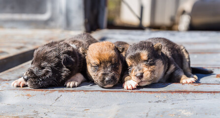 Abandoned mixed breed puppies found in Coatopa, Alabama, fed and laid out in the sun for warmth.