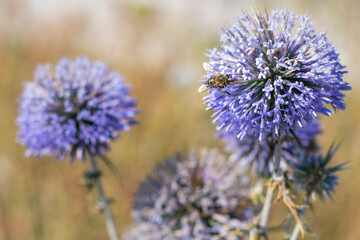 Big yellow and black striped bee is flying around a big bright purple spheric flower also known as 