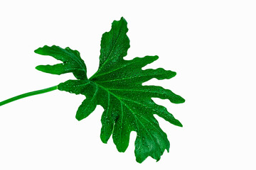 Philodendron selloum