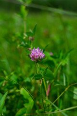 Clover flower with green leaves with bokeh effect background. Medical herbs, vertical format
