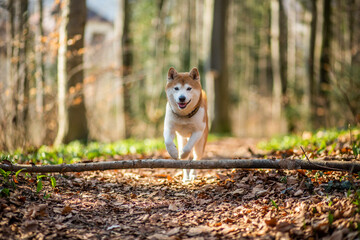 Naklejka na ściany i meble Portrait of an red Shiba inu in the nature. Dog running and jumping in the forest