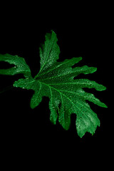 Philodendron selloum