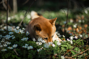 Portrait of an red Shiba inu standing between trees. Dog in a flower field