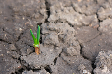 Young sprout of onion sowed on cracked ground in the garden in springtime. Onion harvesting seasonal work at plantation or farm