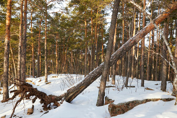 felled by the wind pine tree in forest