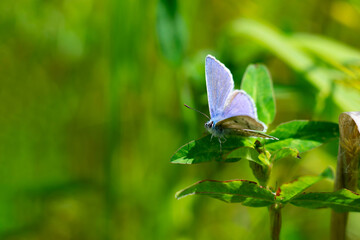 Close up view of blue butterfly also called as polyommatus icarus sitiing on clover on blurred green background with bokeh effect.