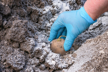 Close up view of gardeners hand in gloves planting potato tuber with growing points and young green sprouts on ground with ash as natural fertilizer for harvest. Potato tuber is ready to be sowed