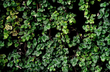 green leaf, tropical leaf on dark background - 407508430