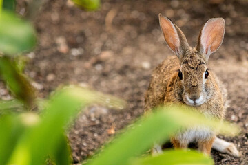 California rabbit behind grass