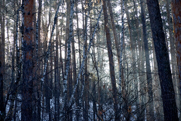 pine trees in winter forest with sun rays and shadows