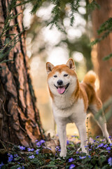 Portrait of an red Shiba inu standing between trees. Dog in a flower field