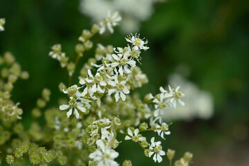 Fern-leaf dropwort