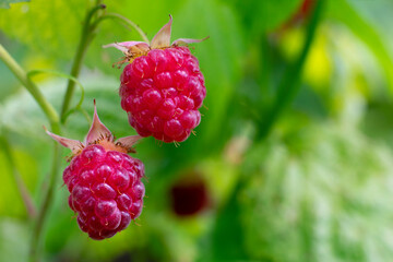 Juicy red ripe raspberry with green leaves in the garden oin summertime. Two large appetizing berries on bush