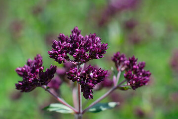 Oregano plant growing in the garden,blooming plant. Violet flowers of majoran seasoning and food ingredient. Close up