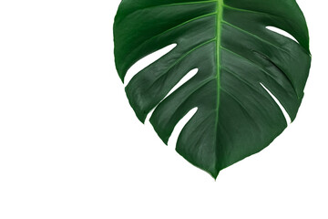 Monstera Deliciosa