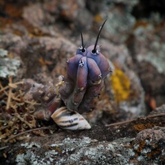 snail on the ground
