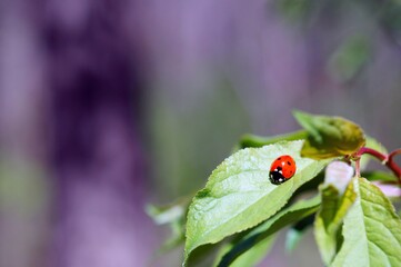 Ladybug on a green leaf. Purple background.