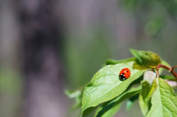 ladybird on a leaf