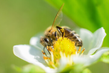 Honey bee is gathering pollen from white blooming strawberry flower. Berry garden in summertime.