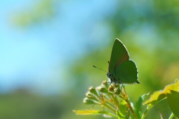 butterfly on grass