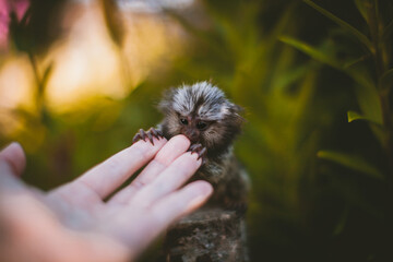 The common marmoset baby on the branch in summer garden with humsn hand