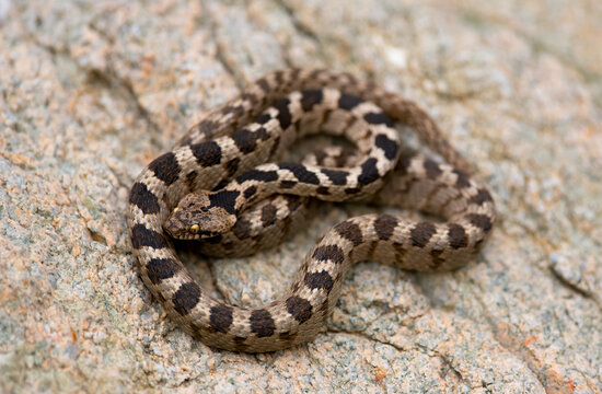 European cat snake (Telescopus fallax), also known as the Soosan snake, on a rock 