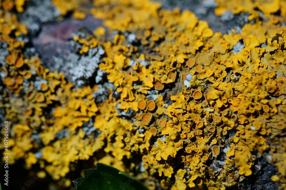 Sticker lichen on a tree